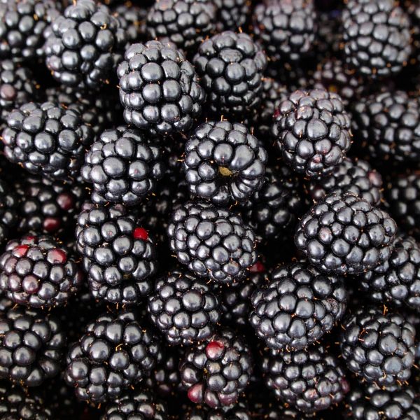 Firefly_please create me the bulk image of blackberries 586480