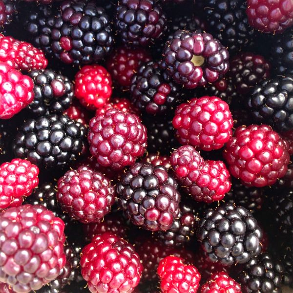Firefly_please create me the bulk image of boysenberries 92845